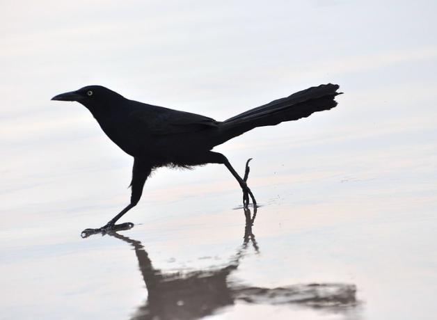 A slender black bird with very long tail strides across wet sand