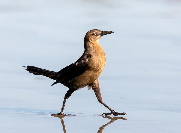 Female Great-tailed Grackle striding across wet sand in sunlight