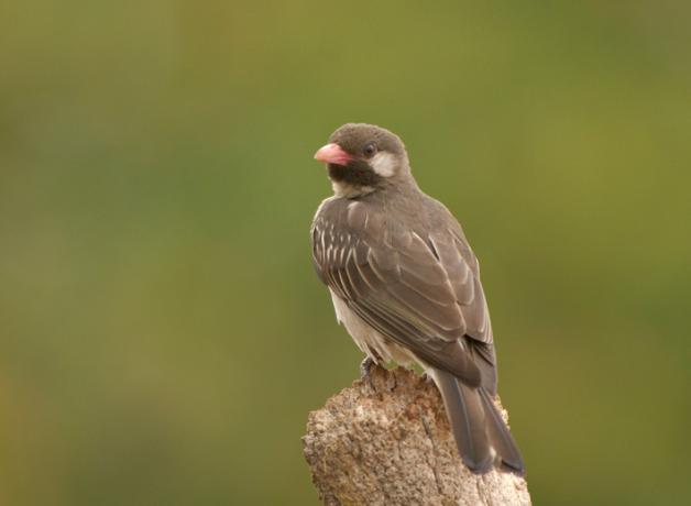 Greater Honeyguide