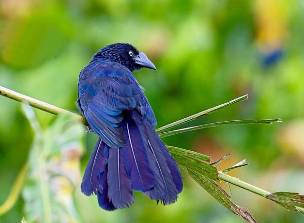 A Greater Ani showing its long tail, glossy blueish black feathers and large black beak