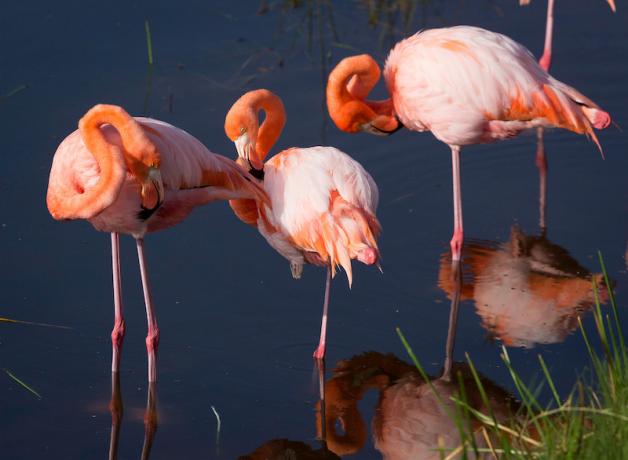 Greater Flamingos in the Galapagos