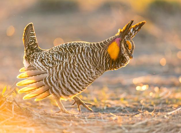 A male Greater Prairie Chicken in courtship display, one foot raised and his feathers softly backlit by sunlight
