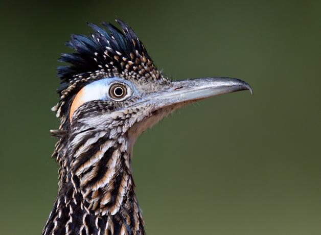 Greater Roadrunner