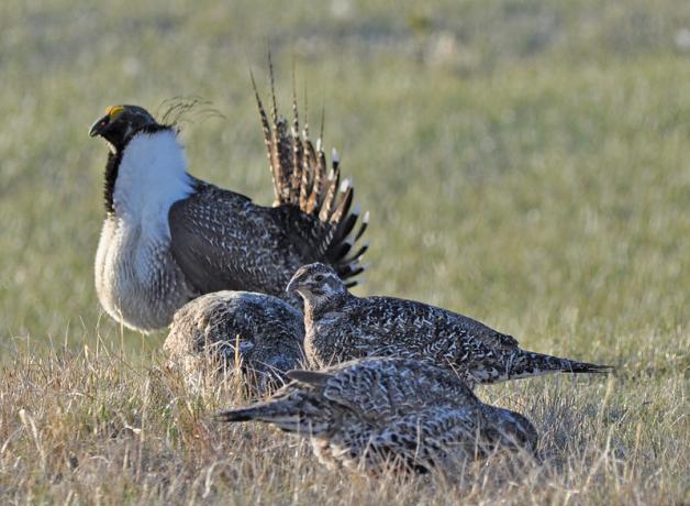 Greater Sage-Grouse at a lek