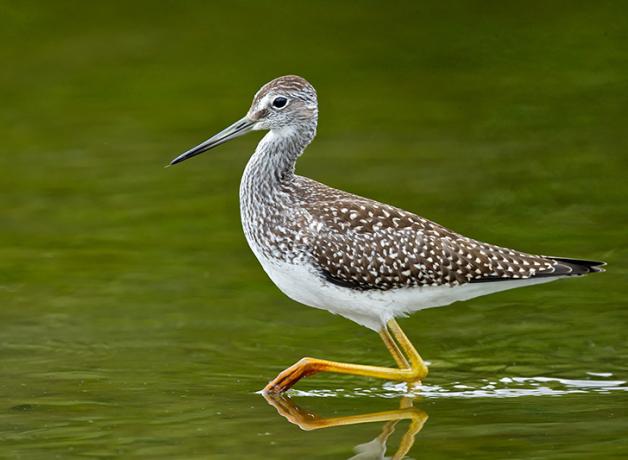 Greater Yellowlegs wading in shallow water