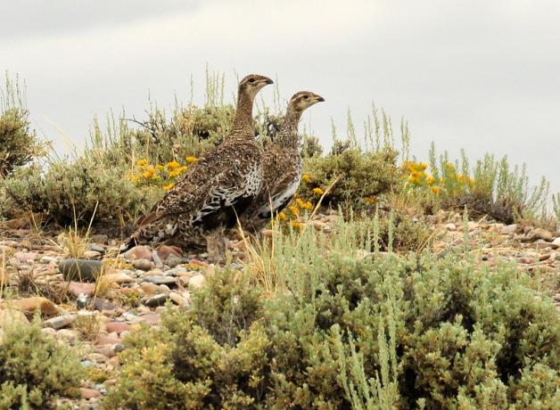 Great Sage-Grouse