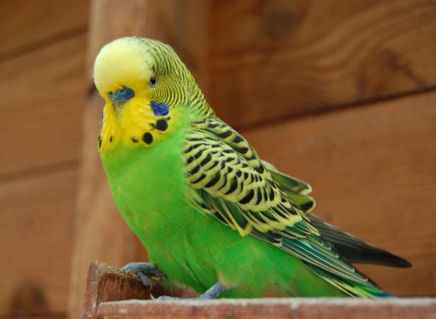 Green Budgie