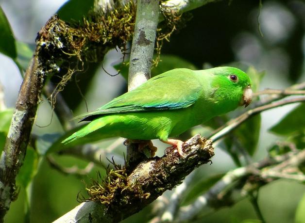 Green-rumped Parrotlet