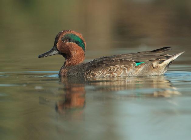 Green-winged Teal
