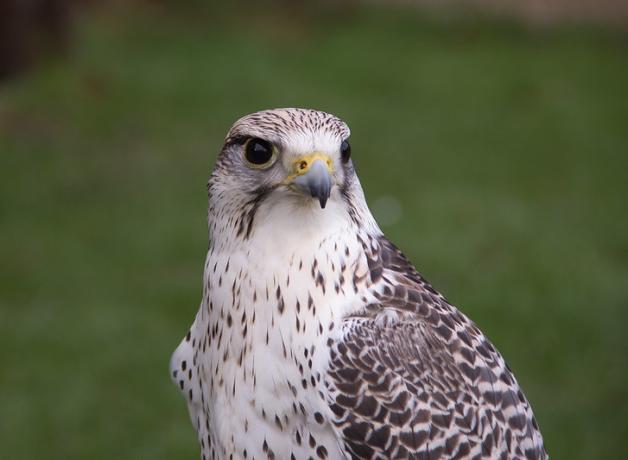 The Majestic Gyrfalcon | BirdNote