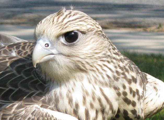 Gyrfalcon in closeup
