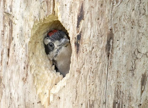 A Hairy Woodpecker nestling peeks out from its nest hole in the side of a tree trunk.
