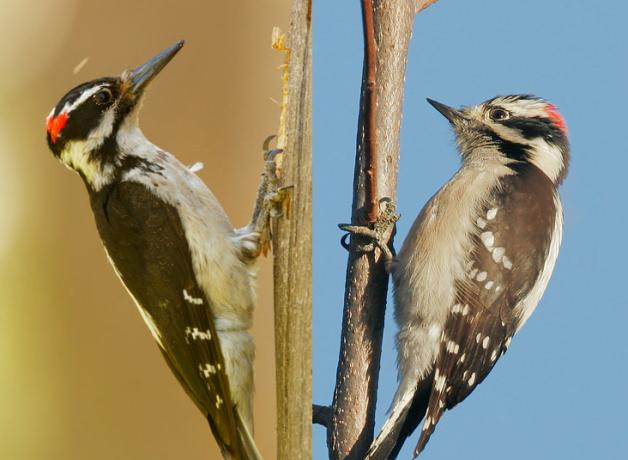 Hairy Woodpecker and Downy Woodpecker