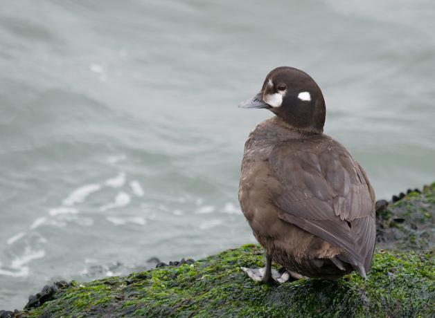Female Harlequin Duck