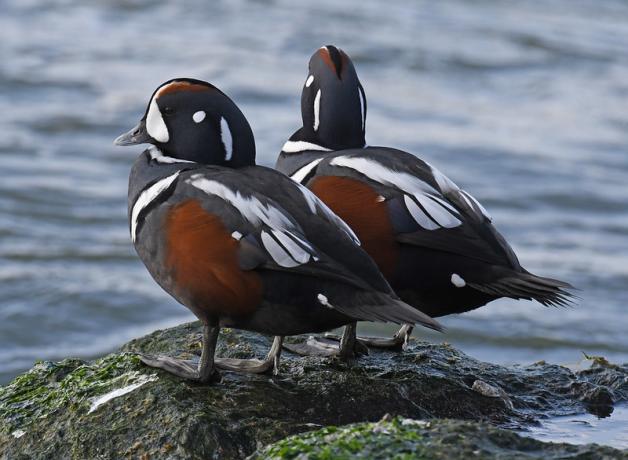 Two male Harlequin ducks stand on seaweed-covered rock while looking out at choppy blue water.
