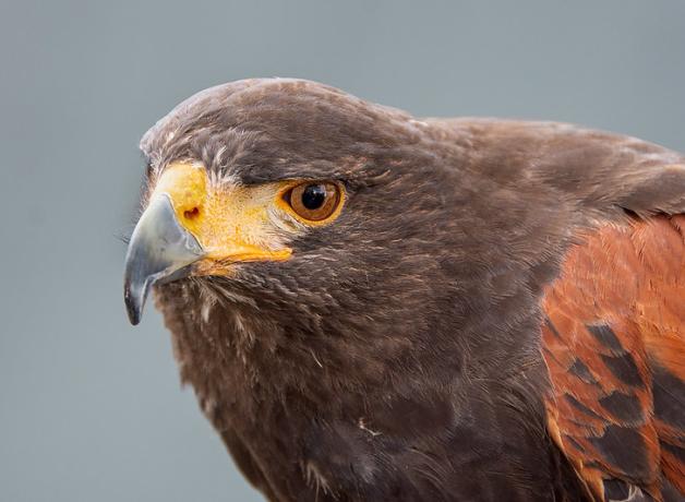 Raptors in the Mojave Desert | BirdNote