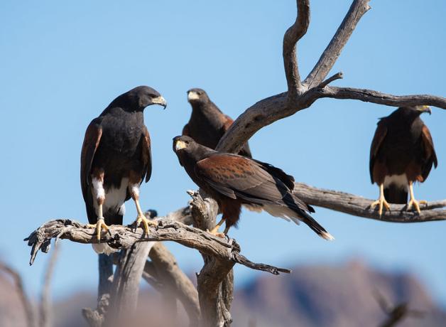 Group of four Harris's Hawks perched in tree, seen against background of hills and blue sky.