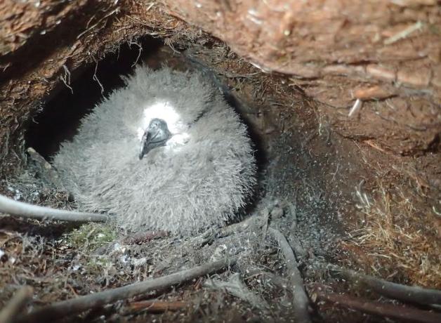 Hawaiian Petrel chick in burrow