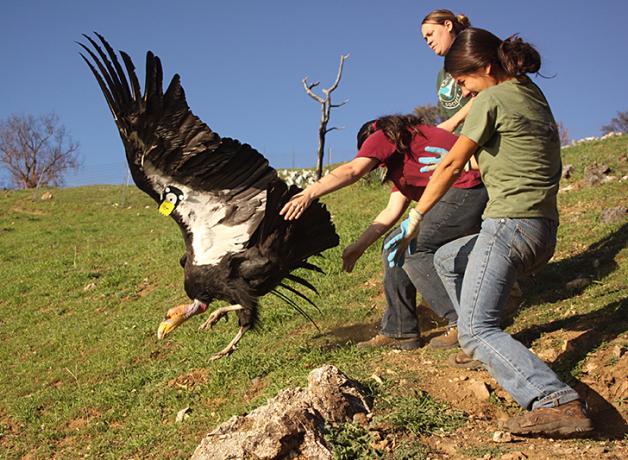 Bringing Condor Home | BirdNote