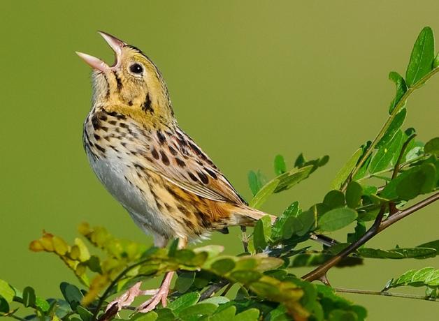 Henslow's Sparrow