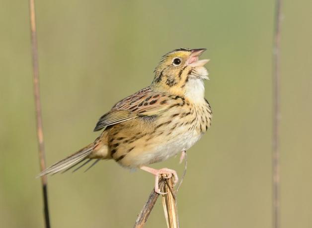 Henslow's Sparrow singing, seen in right profile as it perches on a grass stem