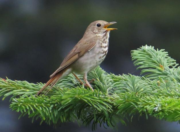 Hermit Thrush stands on branch