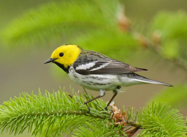 Hermit Warbler - Townsend's Warbler hybrid