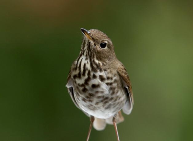 Hermit Thrush