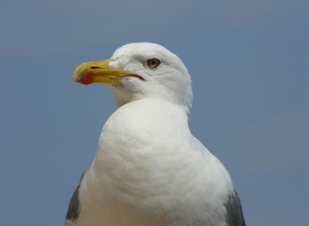 Herring Gull
