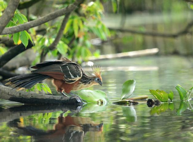 A Hoatzin takes a sip of water at the edge of a river under dense foliage. 
