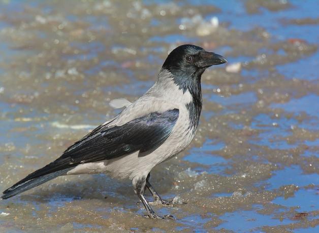 Hooded Crow