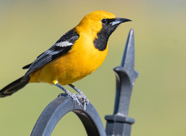 Male Hooded Oriole, its bright yellow body highlighted with black face mask and wings