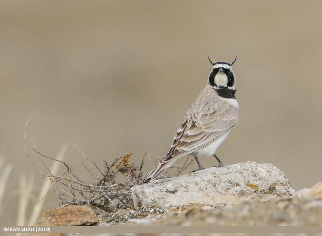 A male Horned Lark facing the viewer while perched on a pale rock against a soft light brown background