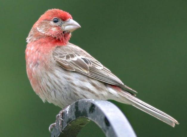 House Finch in profile, showing red-colored head and throat