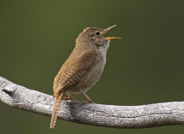 House Wren singing