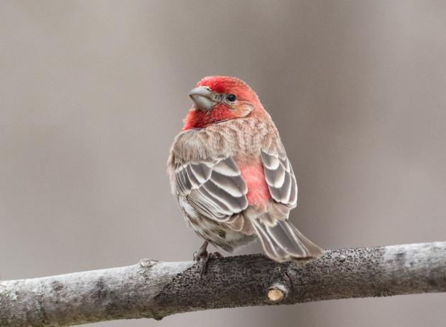 House Finch in spring