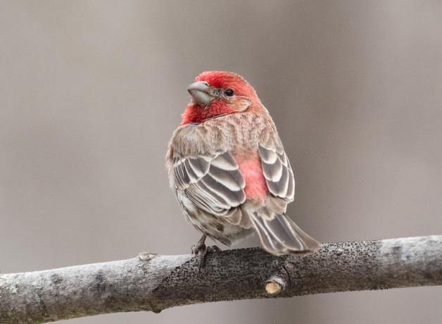 House Finch perched on branch, looking over its shoulder showing red-colored head and throat
