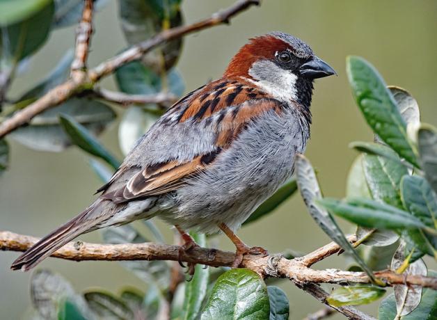House Sparrow