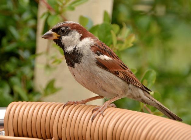 House Sparrow