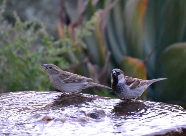 Pair of House Sparrows on the edge of a water-filled birdbath