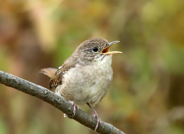 House Wren looking to its left while singing