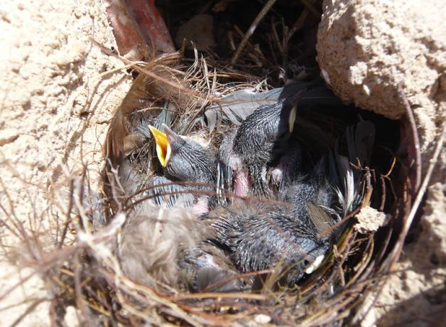 A House Wren nest with several nestlings inside it