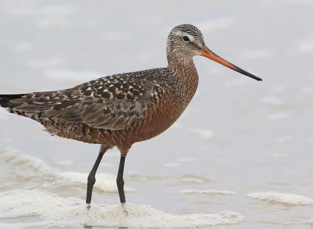 Hudsonian Godwit