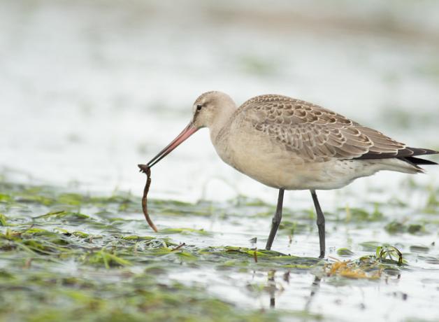 Hudsonian Godwit