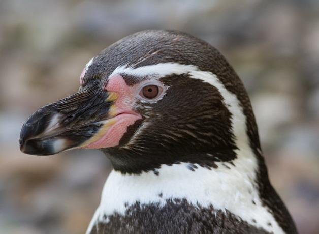 A close up view of a Humboldt Penguin in profile, showing its large black beak, dark head with white stripe, and pink cheeks.
