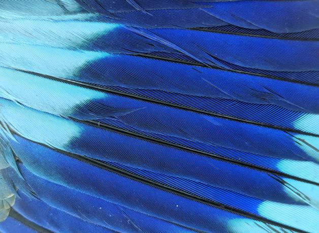 Close-up look at a bird's outstretched wing feathers that are light blue with a band of vivid dark blue across them