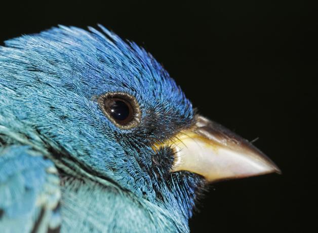 Una vista de cerca de la cara de un colorín azul