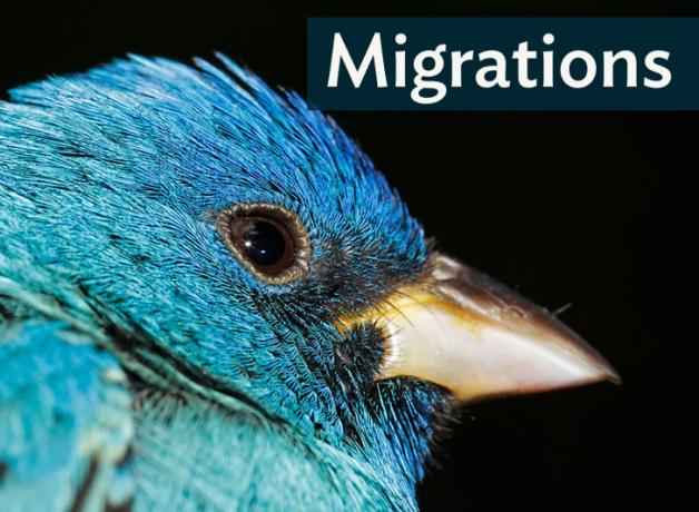 Closeup of Indigo Bunting's head, showing brilliant blue feathers, dark eye and short pointed back