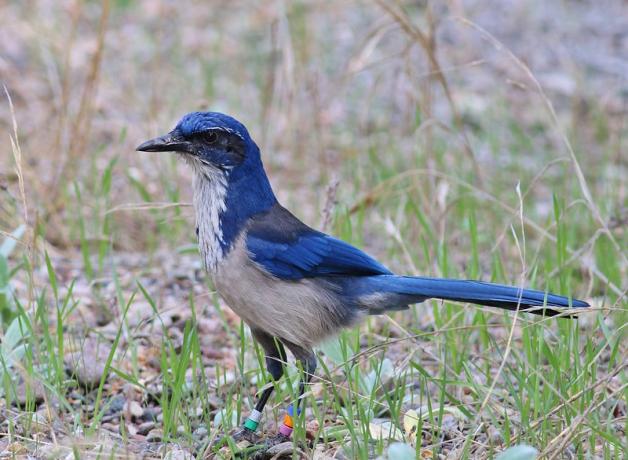 An Island Scrub-Jay, its white and blue plumage gracing a slender body and long tail, stands on sparse grass and dirt.