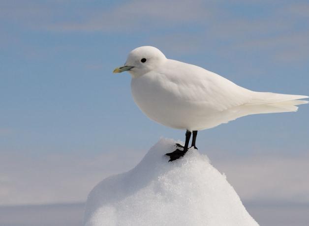 Ivory Gull standing on a small pile of snow, blue sky in the background.